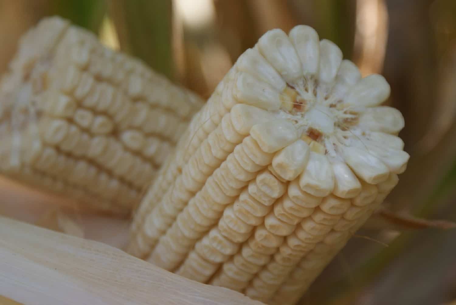 Bombardeo de Rusia a puerto de Ucrania eleva precios de granos