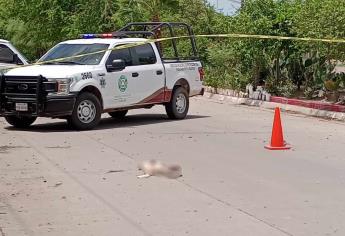 Sujeto que disparó y mató una perrita en Los Mochis sale libre, nadie denunció