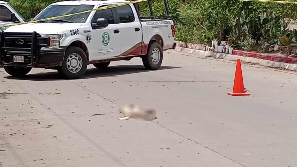 Sujeto que disparó y mató una perrita en Los Mochis sale libre, nadie denunció