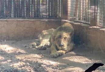 Llegan a Culiacán 37 felinos rescatados del santuario Black Jaguar-White Tiger