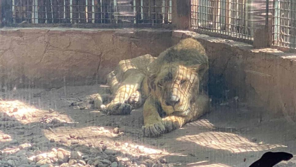 Llegan a Culiacán 37 felinos rescatados del santuario Black Jaguar-White Tiger