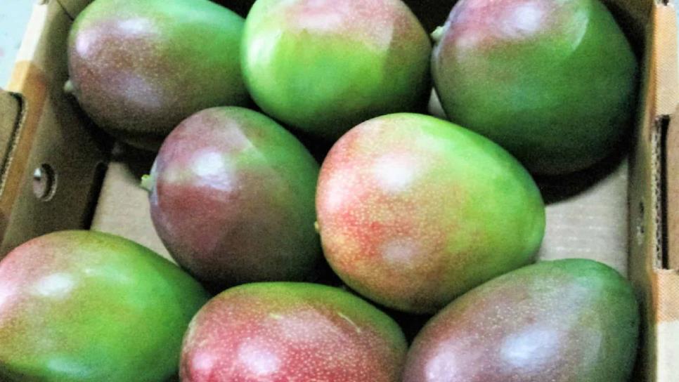 Mango del norte de Sinaloa abre nuevos mercados