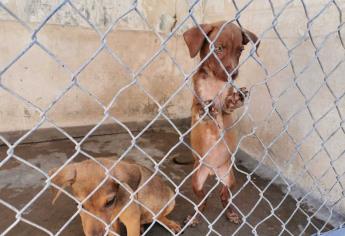 Llaman a la adopción responsable de perros callejeros