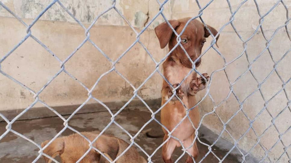 Llaman a la adopción responsable de perros callejeros