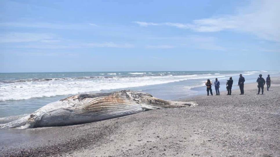 Ballena jorobada y ballena azul aparecen muertas en playas del municipio de Elota