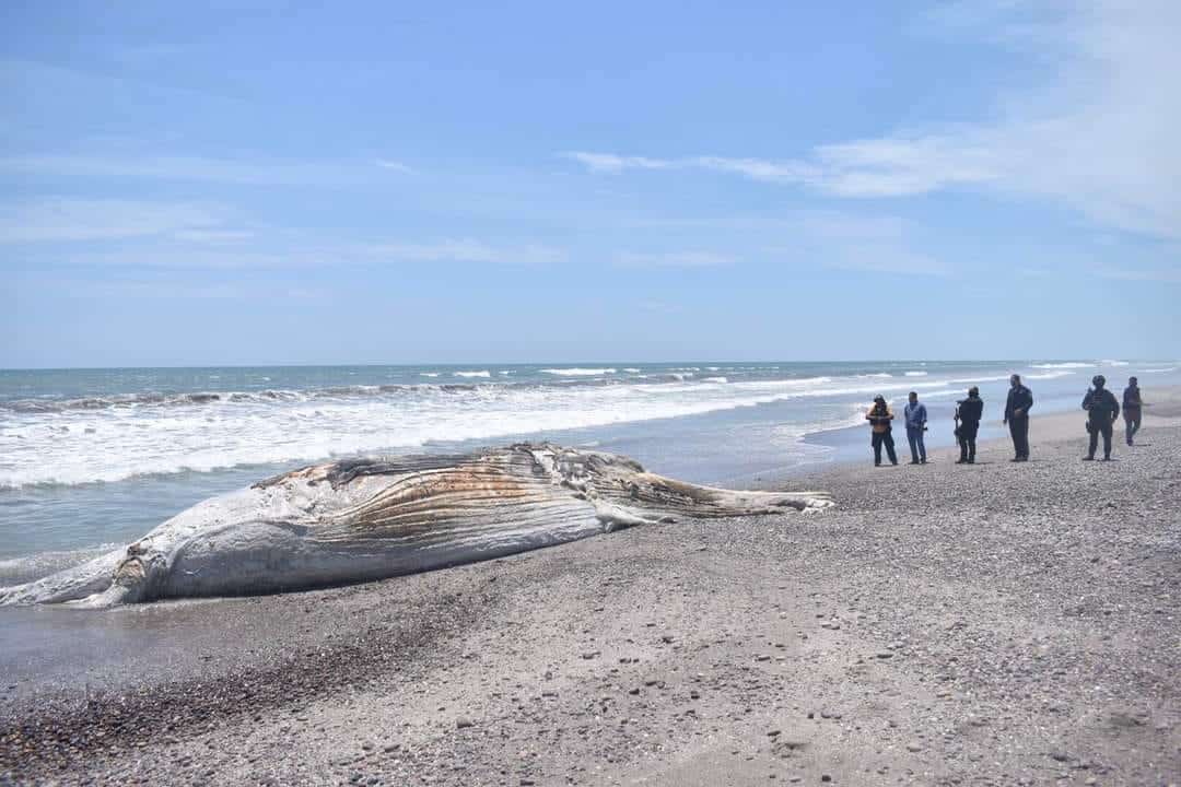 Ballena jorobada y ballena azul aparecen muertas en playas del municipio de Elota
