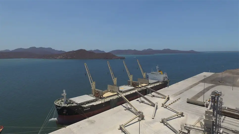 Sinaloa aportó 300 mil t de maíz al Pacic; no frena precio de la tortilla