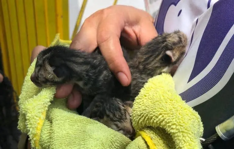 FOTO: Ayuntamiento de Culiacán.