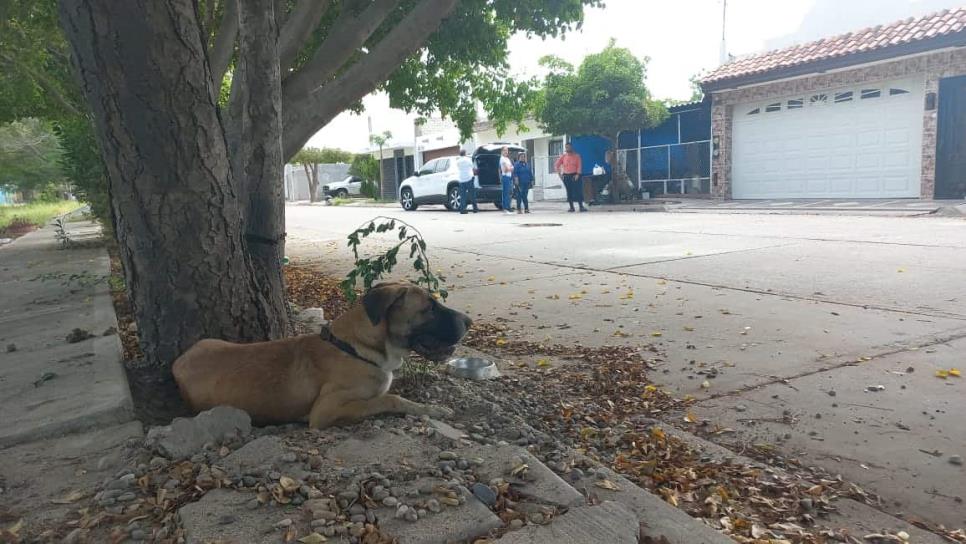 Beethoven, el perro héroe que alertó a su familia del incendio