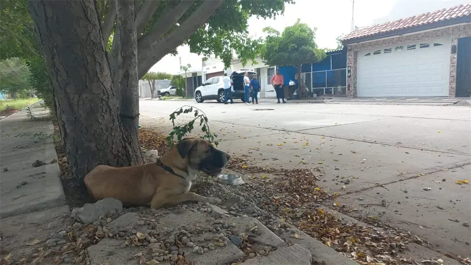 Beethoven, el perro héroe que alertó a su familia del incendio