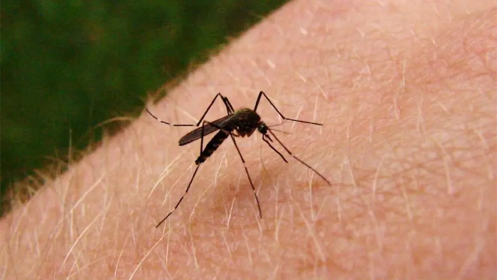 Sinaloa registra 120 casos de dengue; 11 son hemorrágico
