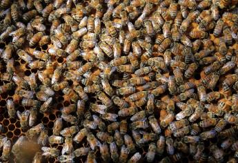 Ataque de abejas en Sinaloa: En estos municipios se ha registrado emjambres en las últimas 48 horas