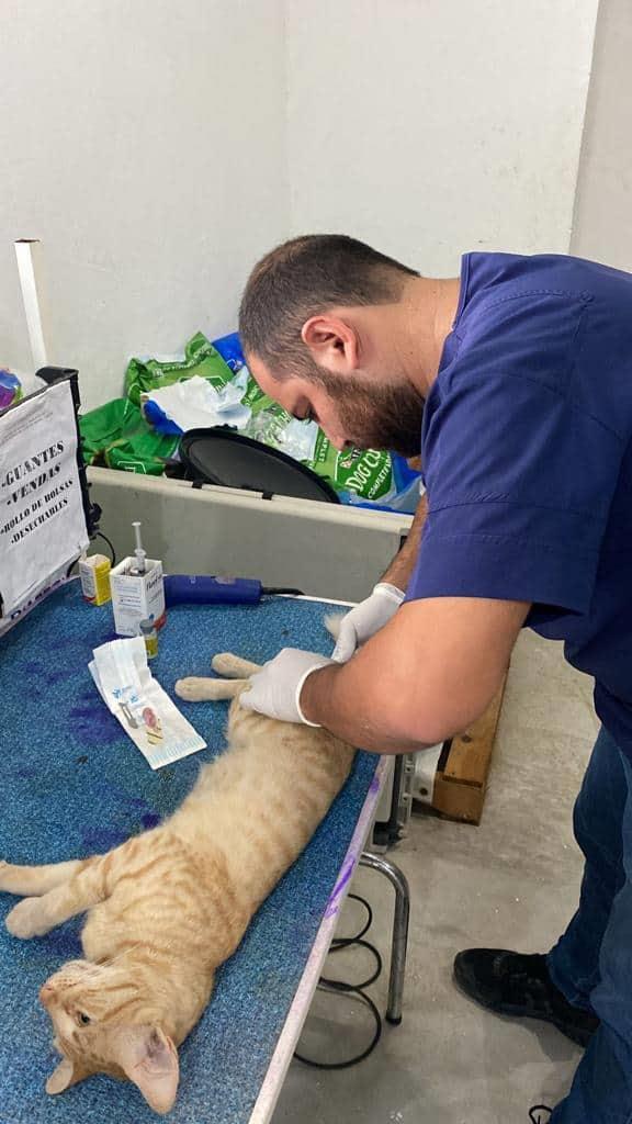 Alistan campaña de esterilización de perros y gatos en El Quelite