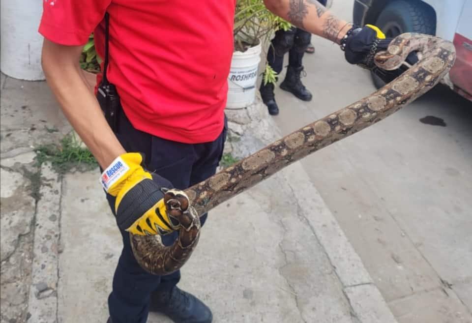 Serpiente aterra a vecinos de la colonia Morelos
