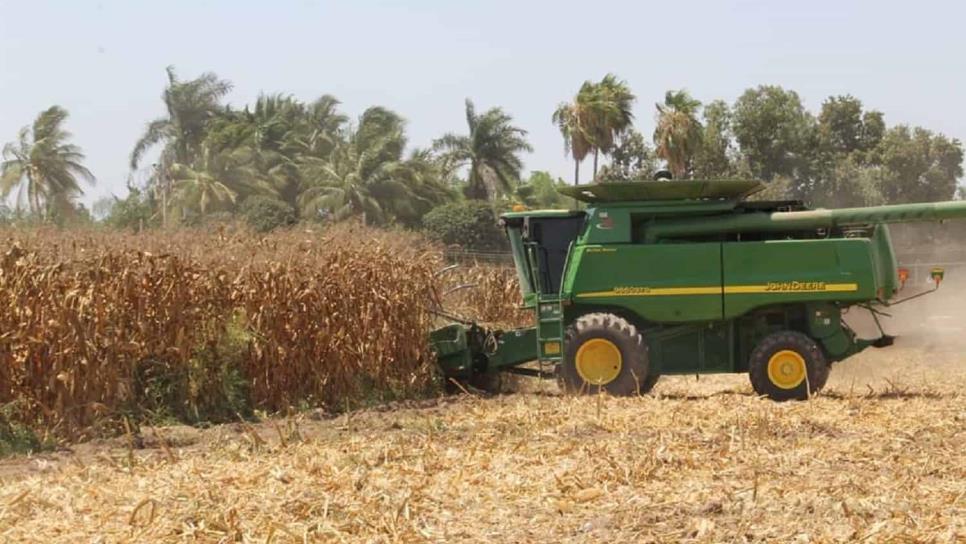 Ucrania, en medio de la guerra, producirá más maíz que México
