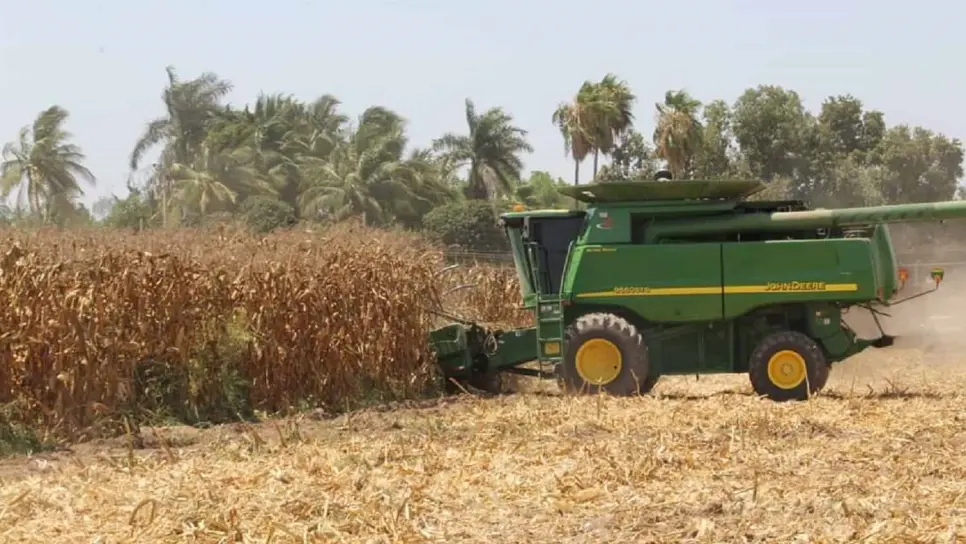 FIRA: Con fertilizante más caro, ¿cuánto cuesta sembrar una hectárea de maíz en Sinaloa?