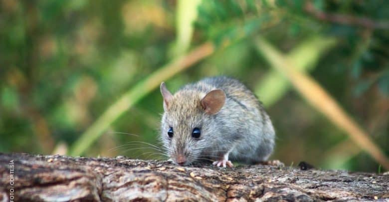 Intensifican acciones contra rata de campo