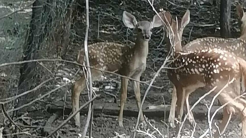 Tras casi 8 meses cerrado reabren el Venadario de El Fuerte