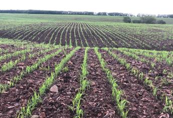 «Solo 100 bolsas de semilla de sorgo eran de mala calidad»: Jaime Montes