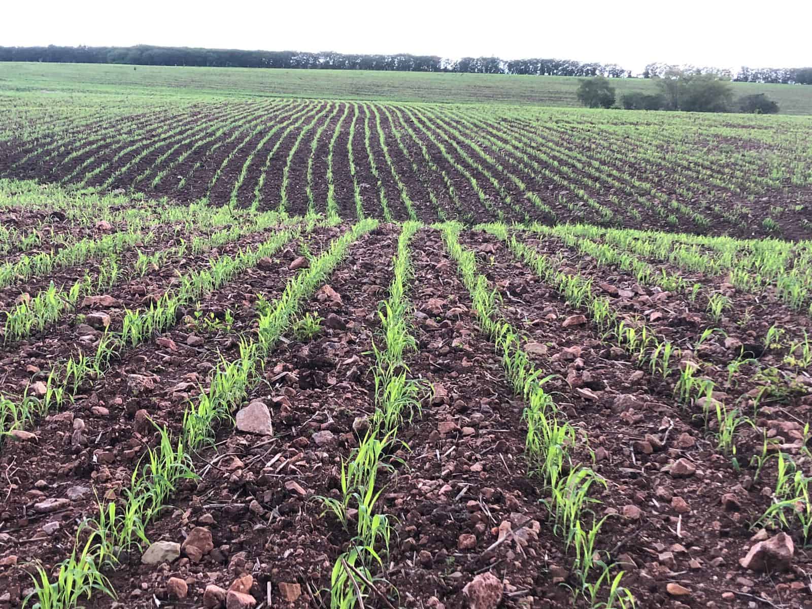 «Solo 100 bolsas de semilla de sorgo eran de mala calidad»: Jaime Montes