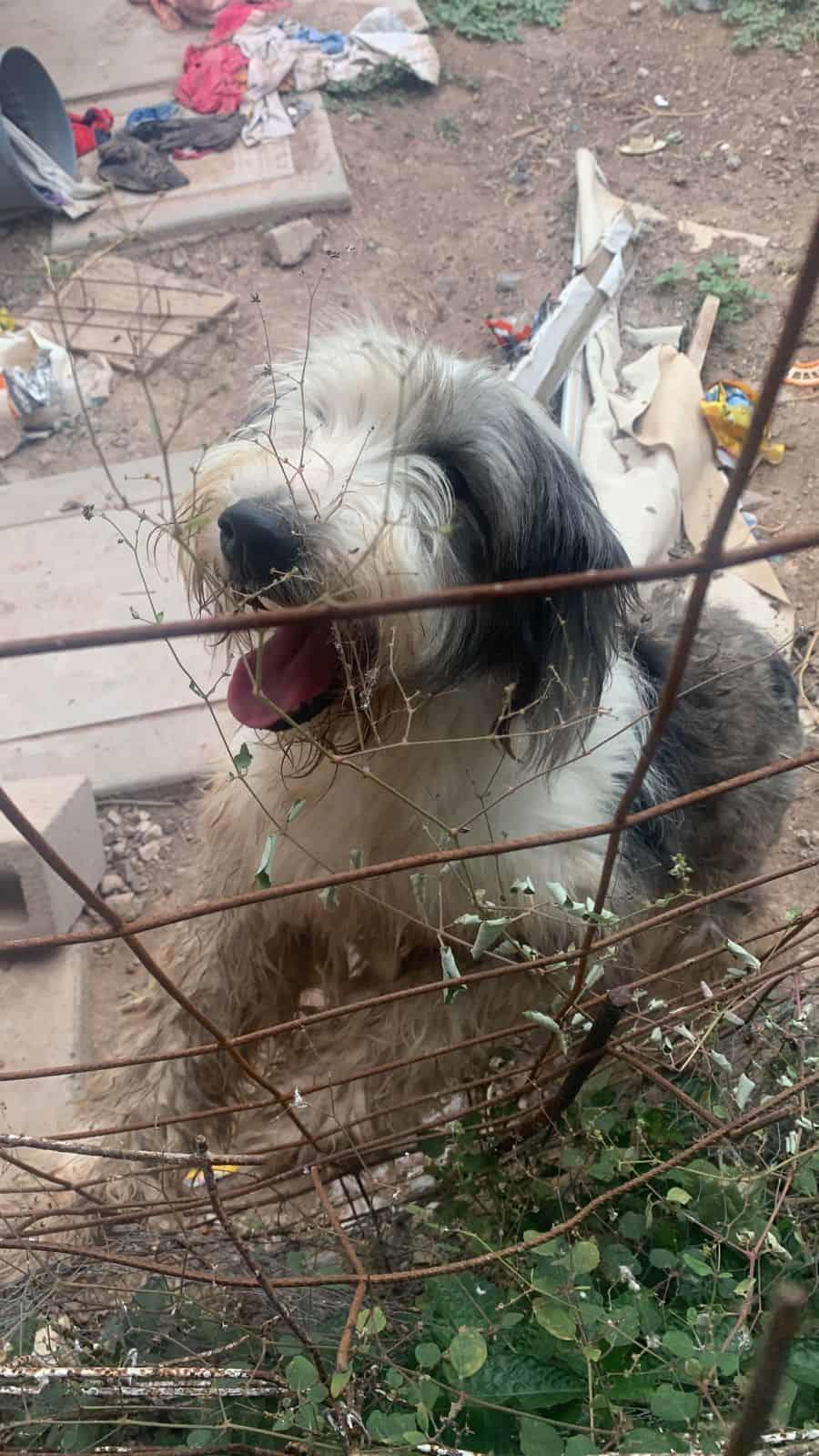 Viejo pastor ingles en Bolivia