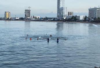 Alertan por avistamiento de 2 cocodrilos en Playa Norte de Mazatlán