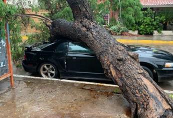 Árbol cae sobre un mustang en Guasave; por fortuna no hay lesionados