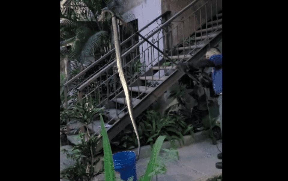 Vecina de La Marina encuentra serpiente de tres metros en su jardín
