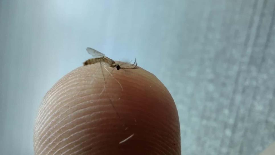 Lluvias activan reproducción de moscos; en alerta sector salud en el norte