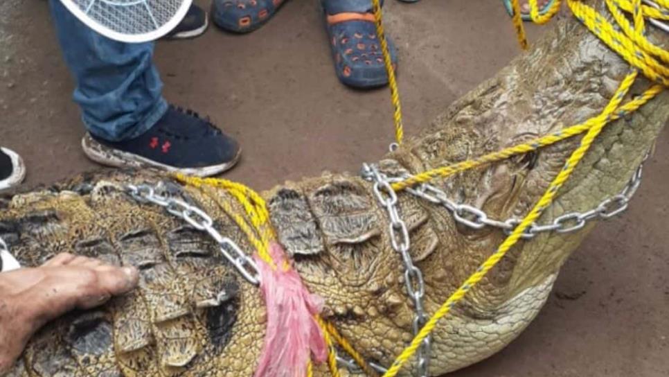 Vecinos de Villa Juárez, Navolato, capturan cocodrilo gigante de más de 4 metros de largo