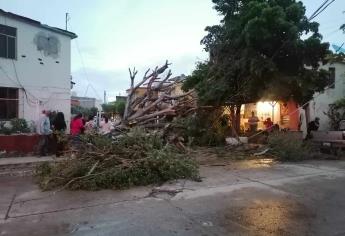 Tromba y vientos derriban árboles y postes de la CFE en Los Mochis