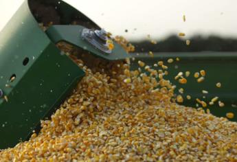 Las preventas empezaron, conoce las mejores semillas de maíz y sorgo