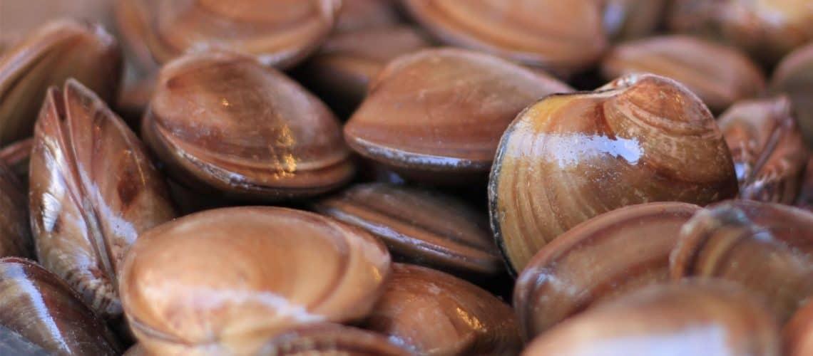Inicia veda de almeja chocolata en Sinaloa