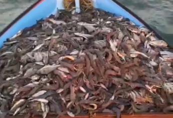 Mil pangas salen a la pesca ilegal en altamar