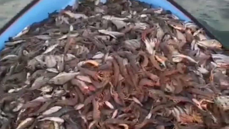 Mil pangas salen a la pesca ilegal en altamar