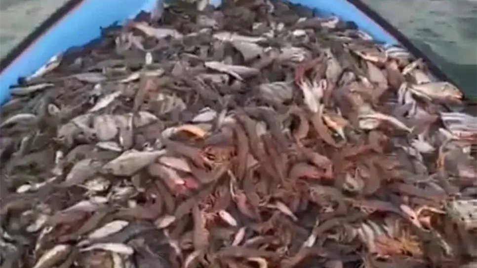 Mil pangas salen a la pesca ilegal en altamar