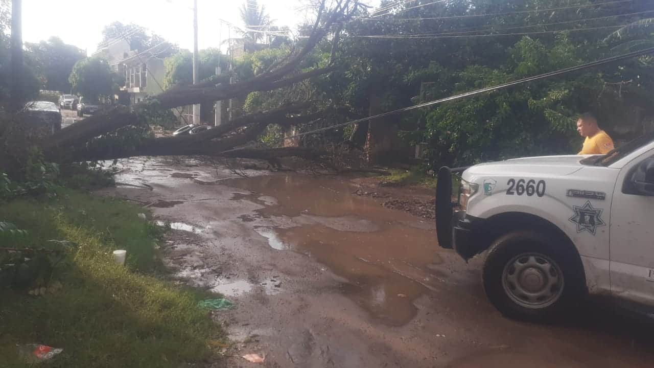 Las recientes lluvias provocaron la caída de un árbol en San Miguel Zapotitlán, Ahome. FOTO: Protección Civil.