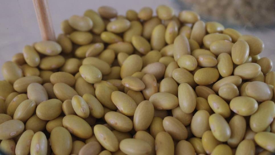 Reportan escasez de semilla de frijol en Sinaloa