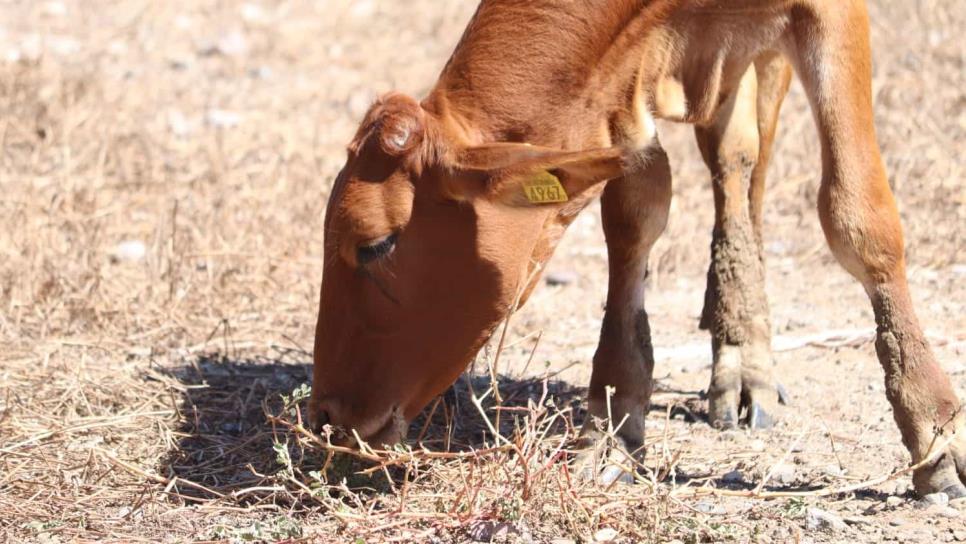 Benefician a 59 ganaderos de Ahome con apoyos para mejoramiento genético