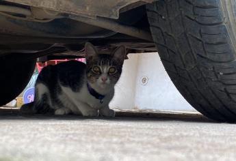 Reportan envenenamiento masivo de gatos en Hacienda de Urías