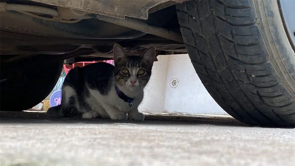 Reportan envenenamiento masivo de gatos en Hacienda de Urías