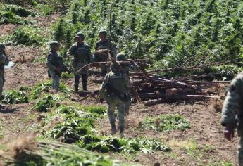 Ejército destruye plantío de mariguana en la sierra de Badiraguato