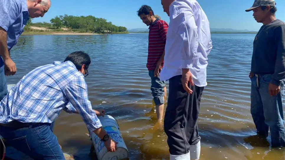 Arranca siembra de alvines en Dique de Los Becos; beneficiará a 4 mil familias