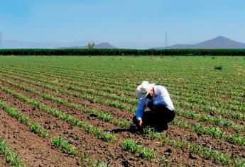 Cómo elegir el mejor híbrido de maíz para una cosecha exitosa