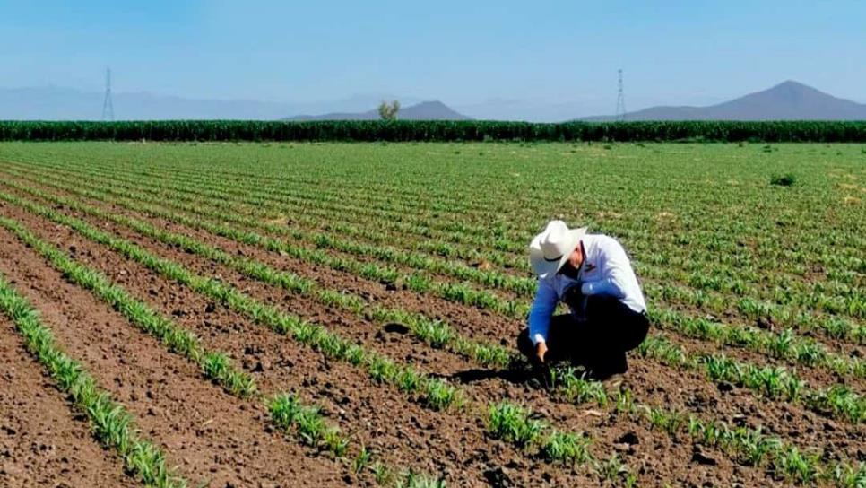 Cómo elegir el mejor híbrido de maíz para una cosecha exitosa