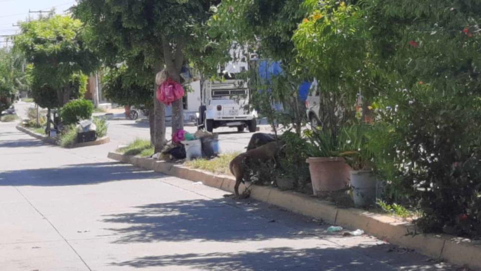 Reconoce municipio déficit de camiones recolectores de basura; se ocupan 44 y hay 38 en función