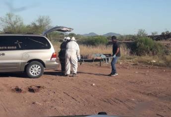 Por picaduras de abejas muere un hombre en Ahome