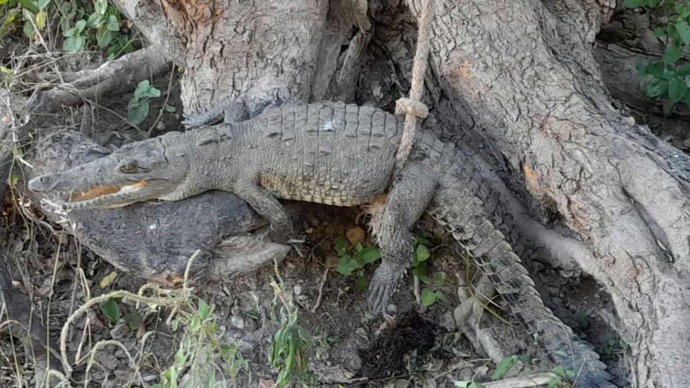 Capturan cocodrilo que paseaba en marismas de El Zapote en Mazatlán