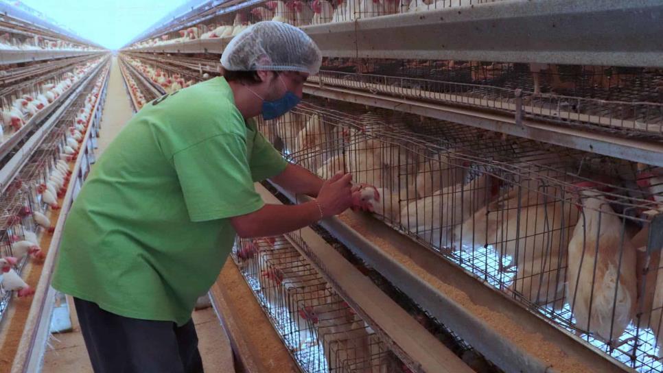 México diseña plan para proteger producción avícola de influenza aviar AH5N1