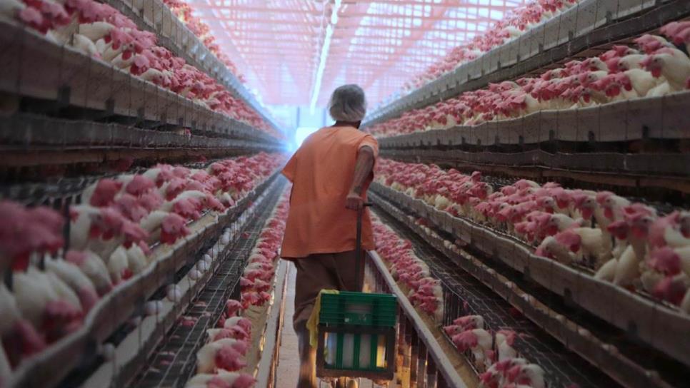 Detectan gripe aviar en Sonora 